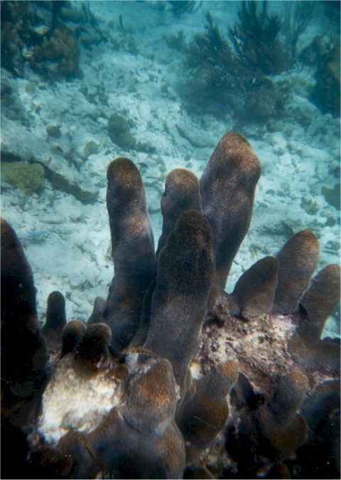 coral2.jpg
