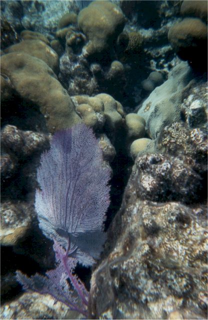 coral3.jpg