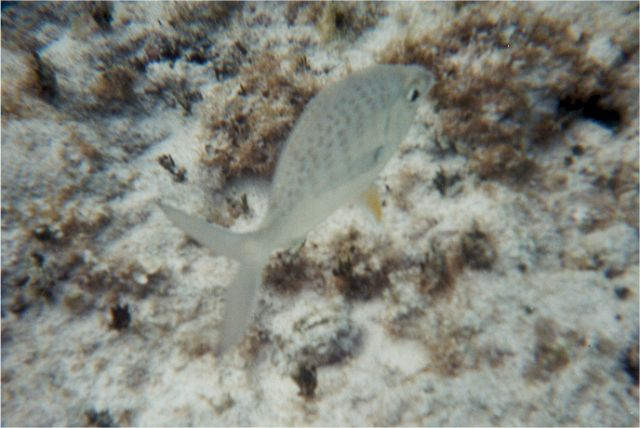 fish1.jpg