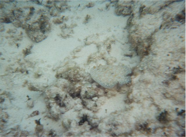 flounder2.jpg