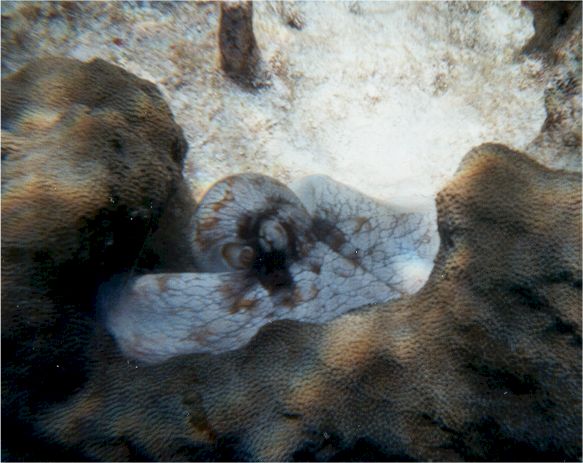 ocpo6.jpg