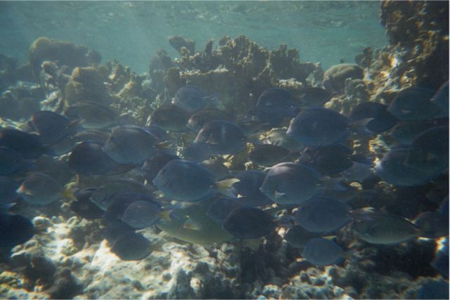 tangs1.jpg