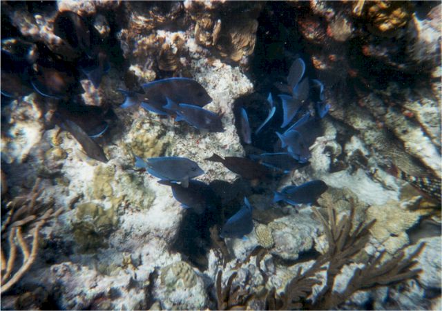 tangs2.jpg