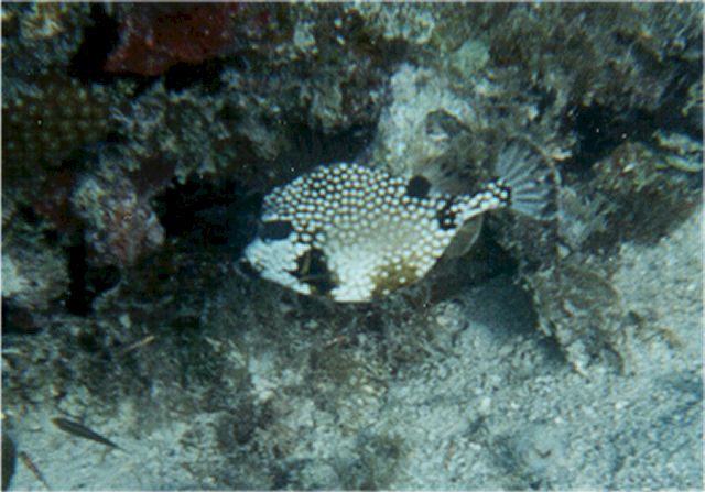trunk4.jpg