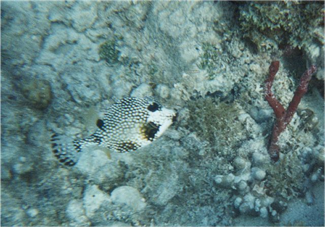 trunk5.jpg