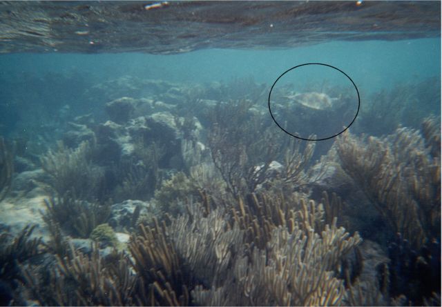 turtle1.jpg