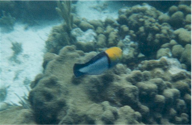 wrasse1.jpg