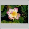 flower2.jpg