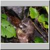 raccoon1.jpg