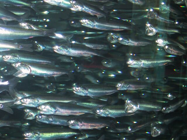 anchovies.jpg