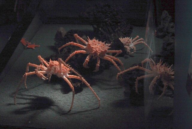 king_crabs.jpg