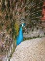 Closer to the peacock.