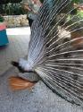 Peacock, rear view.