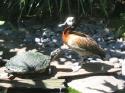 Turtle and duck face-off.