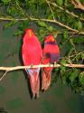 Two lovebirds.