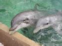 Flipper and friend.
