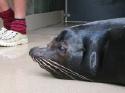 Clyde the sea lion.