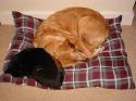 Gandalf horns in on Beta's bed.