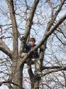 Ross is up a tree.  Natural hair color for a change.