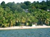Those coconut palms...