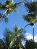 More palms.