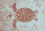 A different Green Sea Turtle at the Caves on Norman Island.