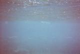 Houndfish below the surface of the water.