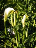 Wold calla lilies.