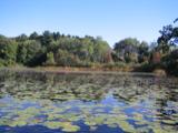 We took a canoe trip on the upper Charles river in Newton on October 1st.  Amazingly nice considering how close to the city and the highways.