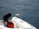 White heron enjoys our dinghy at the Indians.