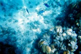 Blue chromis