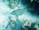 Scrawled filefish