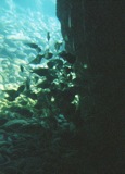 Glassy sweepers in the entrance of treasure cave.  They only come out at night.
