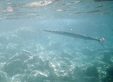 Houndfish