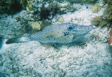 Scrawled filefish