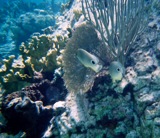 Foureye butterflyfish