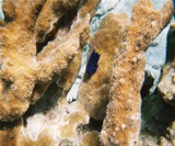 Juvenile yellowtail damselfish.  The dots are iridescent.