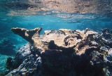 Coral head reflected in the surface.
