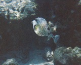 Smooth trunkfish
