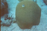 Genius brain coral