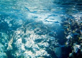 Little fishies!