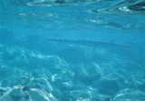 houndfish