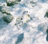 Trunkfish