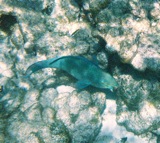 Parrotfish