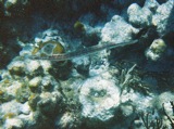 Trumpetfish