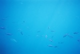 Black-nosed blue fish.  Not in our book!