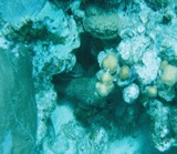 Porcupinefish hides under a rock about 20' down.  Kathy dove deep for this shot.