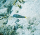 Puddingwife