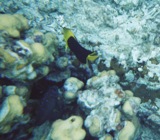 Rock beauty