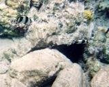 Banded butterflyfish